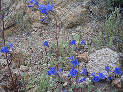 Flowers from rocks